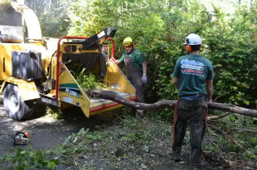 tree services San Carlos